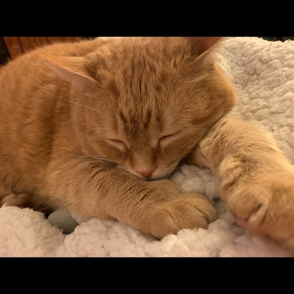 Meet your Posher, Krystal - Picture 7 of 7